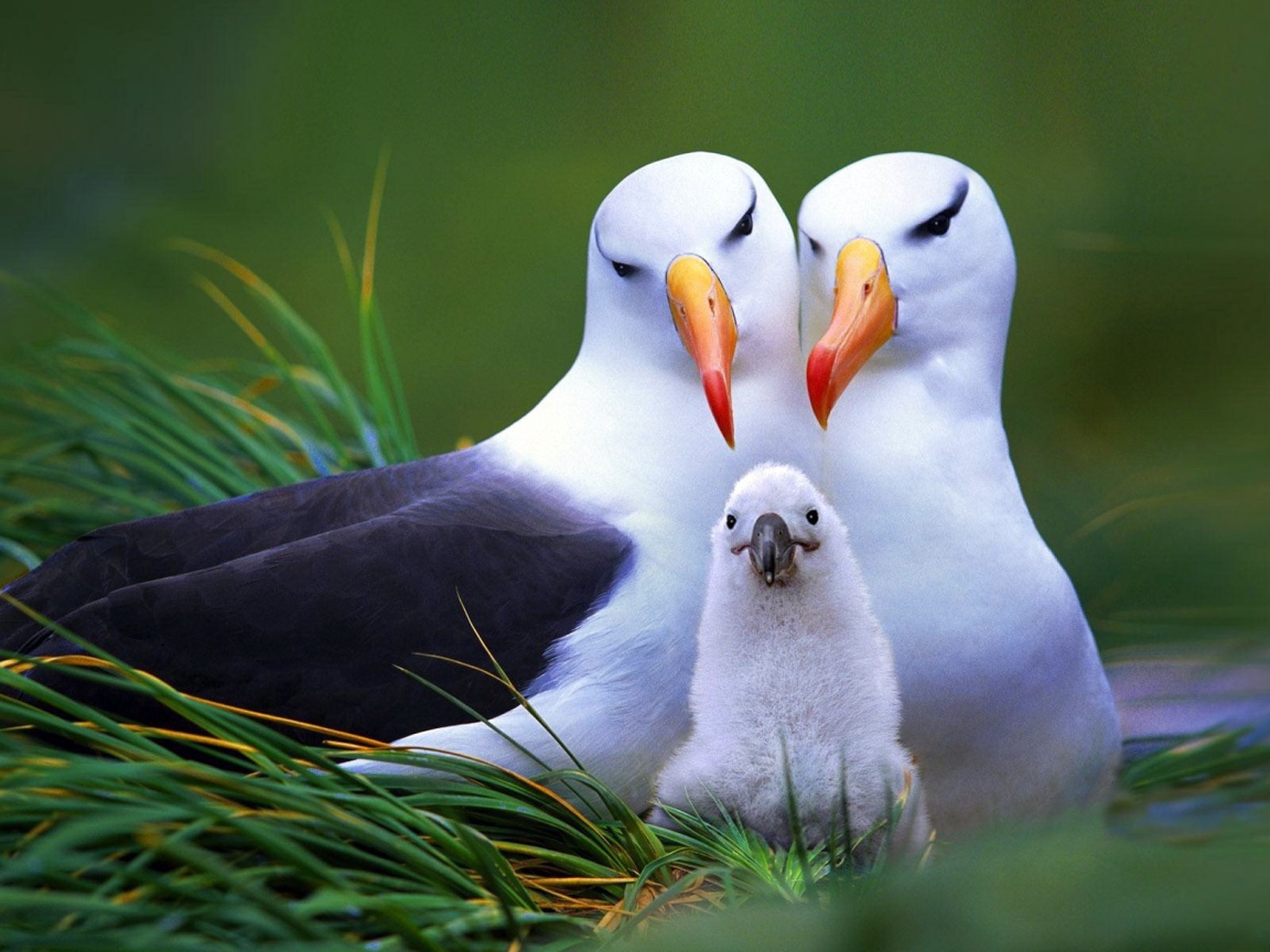 Пара чаек с птенцом в гнезде