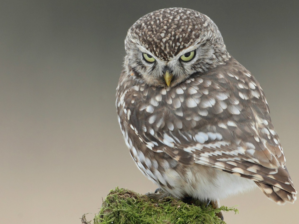 Красивая и серьёзная сова