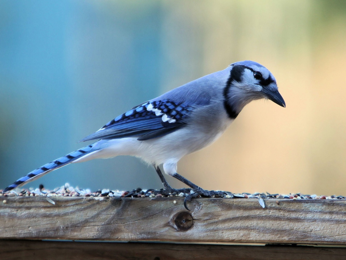 Красивая птица с голубыми перьями на доске