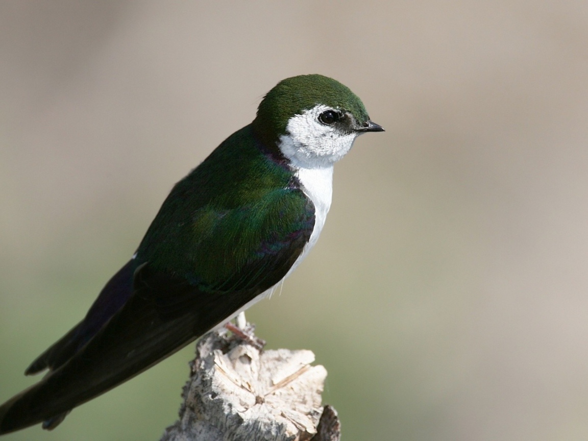 Красивая темно зеленая птица