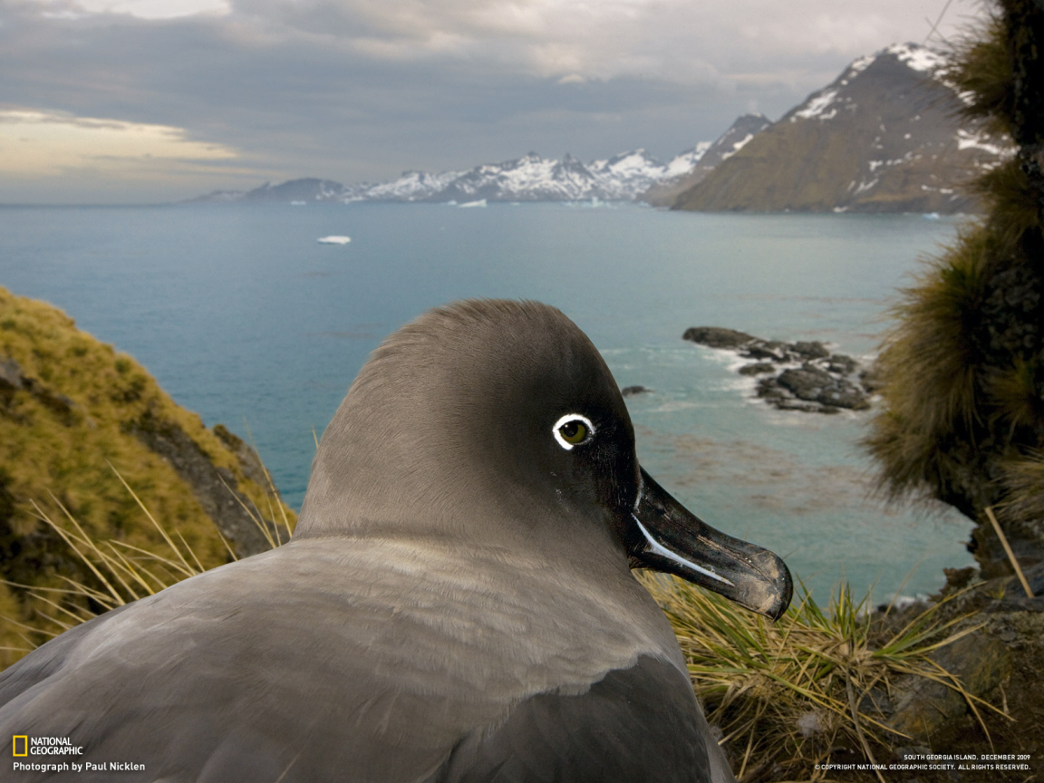 Птица в гнезде 2