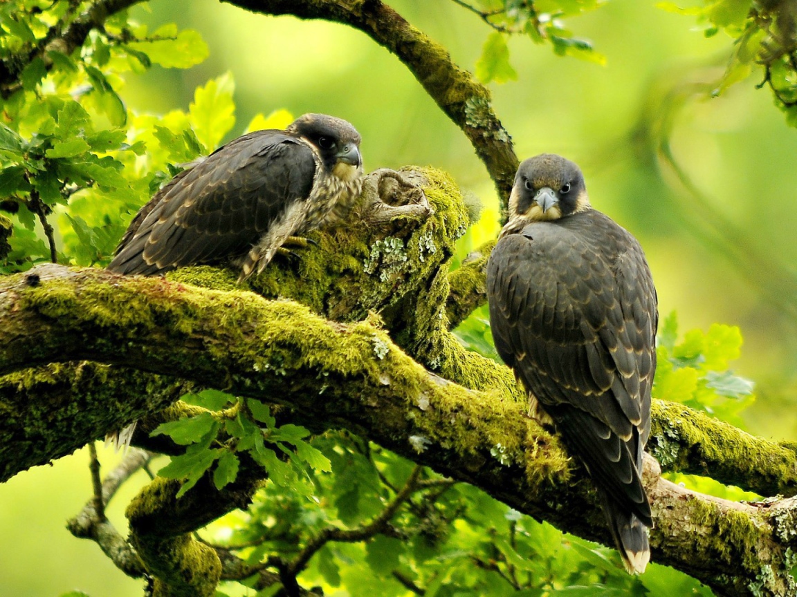 Хищная птица сапсан