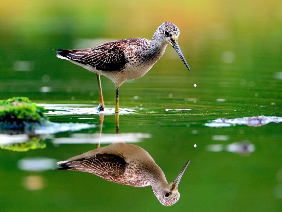 Птица отражается в зеленой воде
