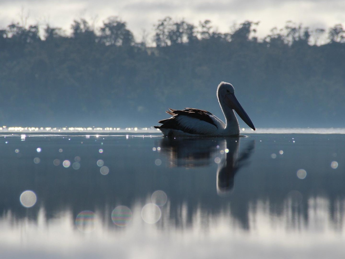 Птица с большим клювом на озере