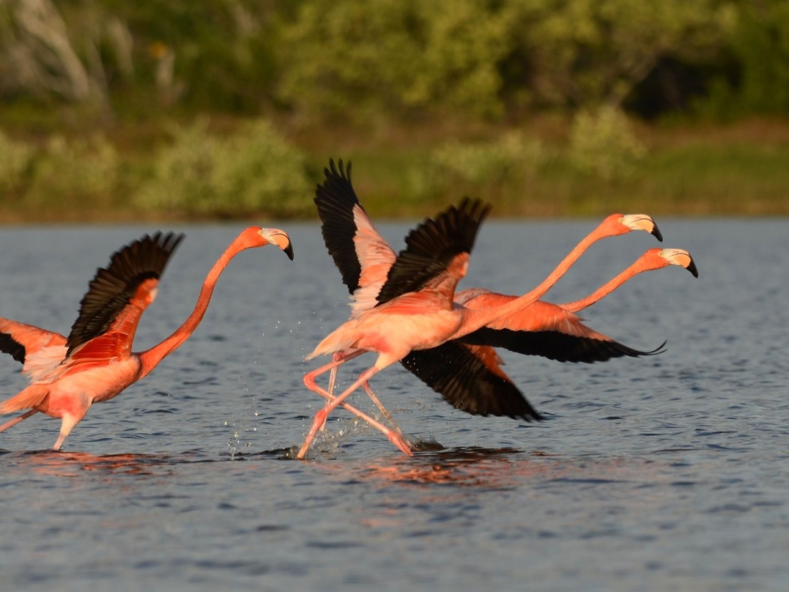 Птицы фламинго с черными крыльями