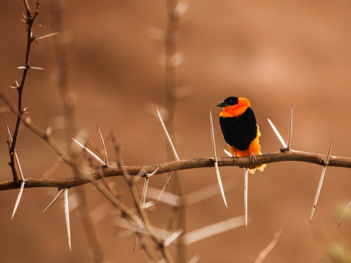 Черно оранжевая птица на колючей ветке