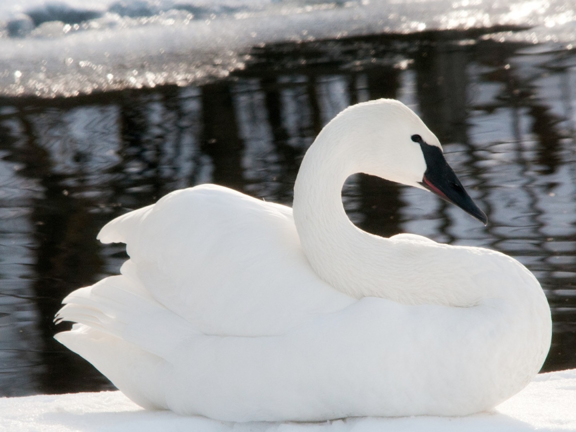 Черноклювый лебедь у воды