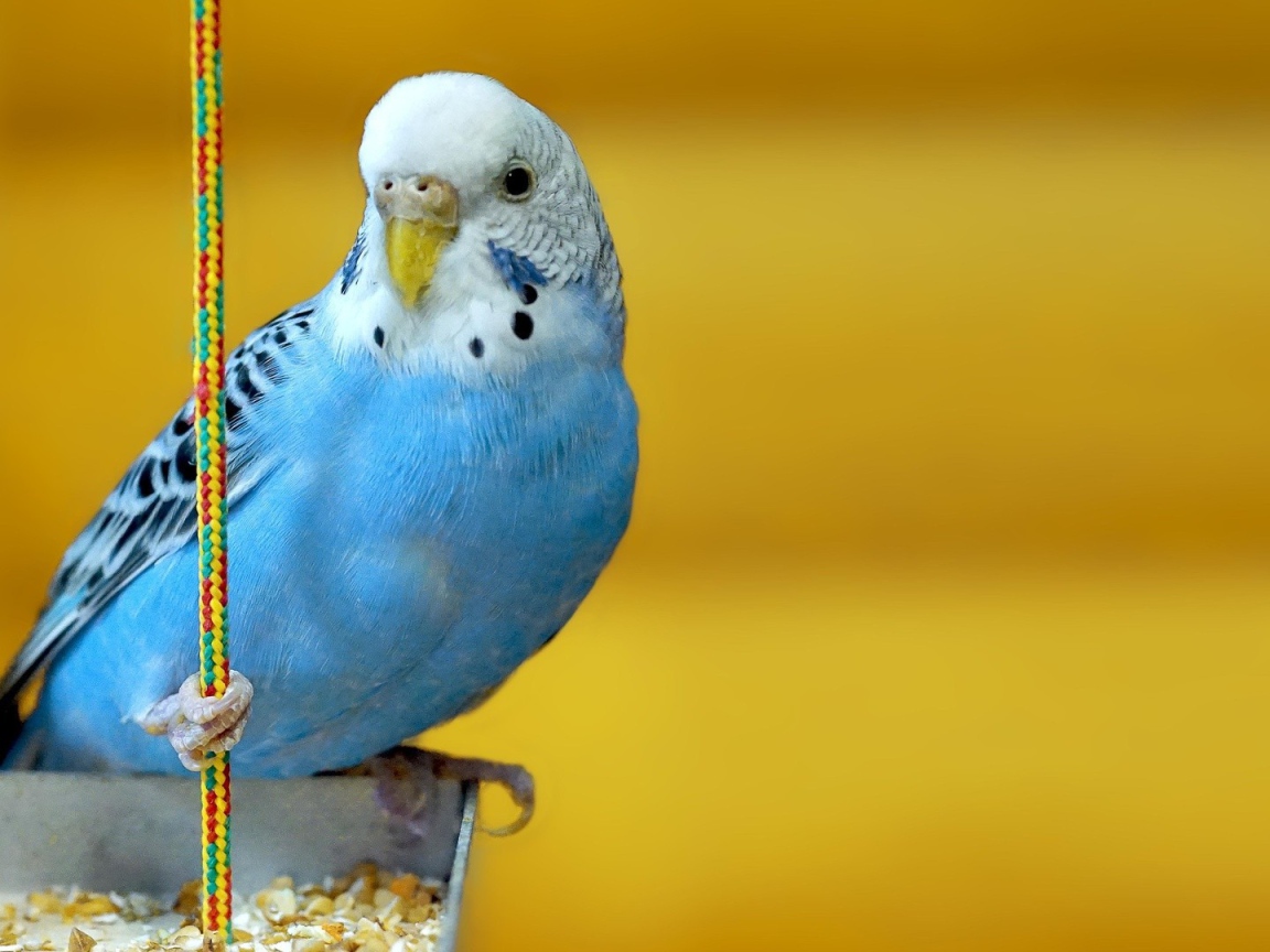 Голубой попугай на желтом фоне