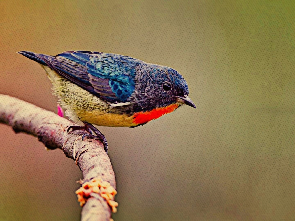 Красочная птичка на ветке