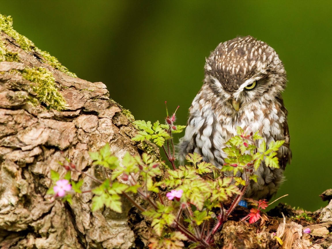Милая хмурая сова