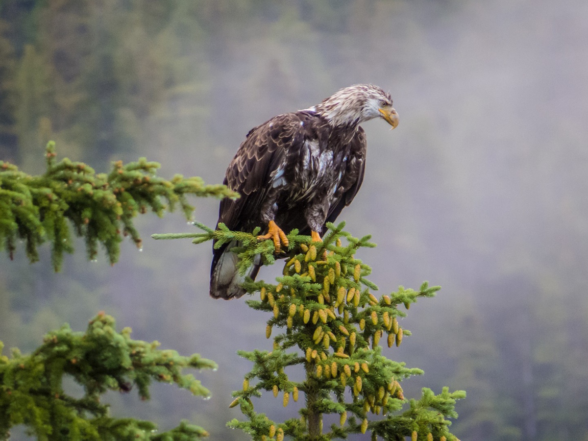 Орел на хвойной ветке в горах