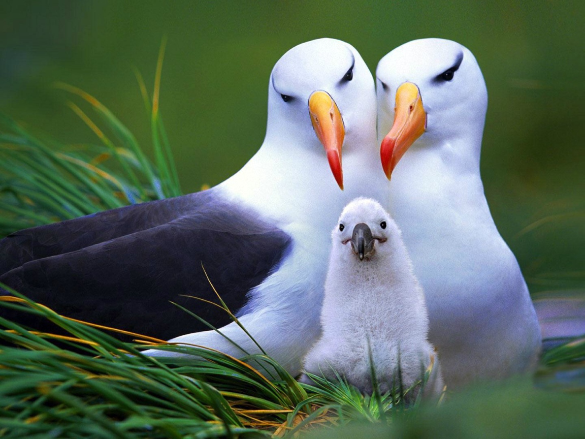Семья птиц альбатросов