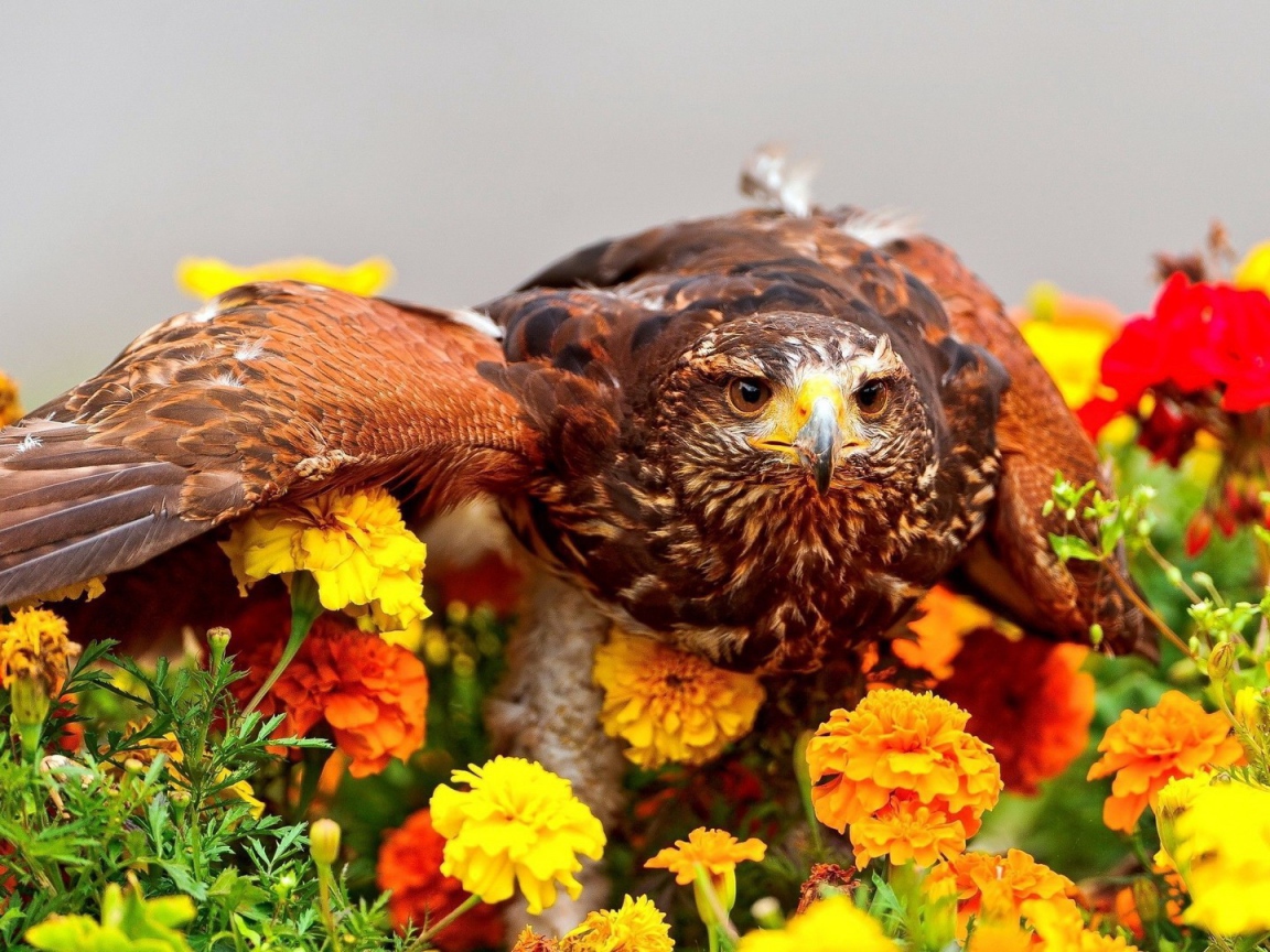 Золотой орел в цветах
