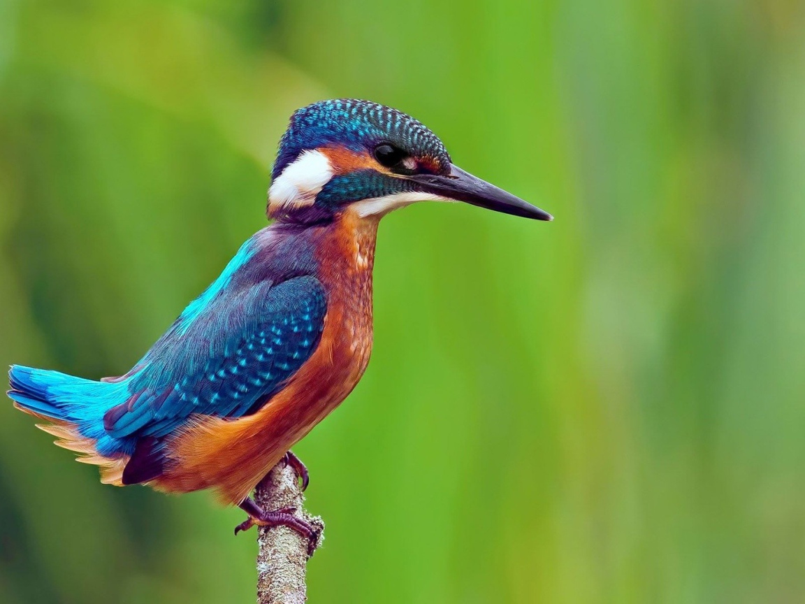 Птица зимородок сидит на ветке на фоне зелени