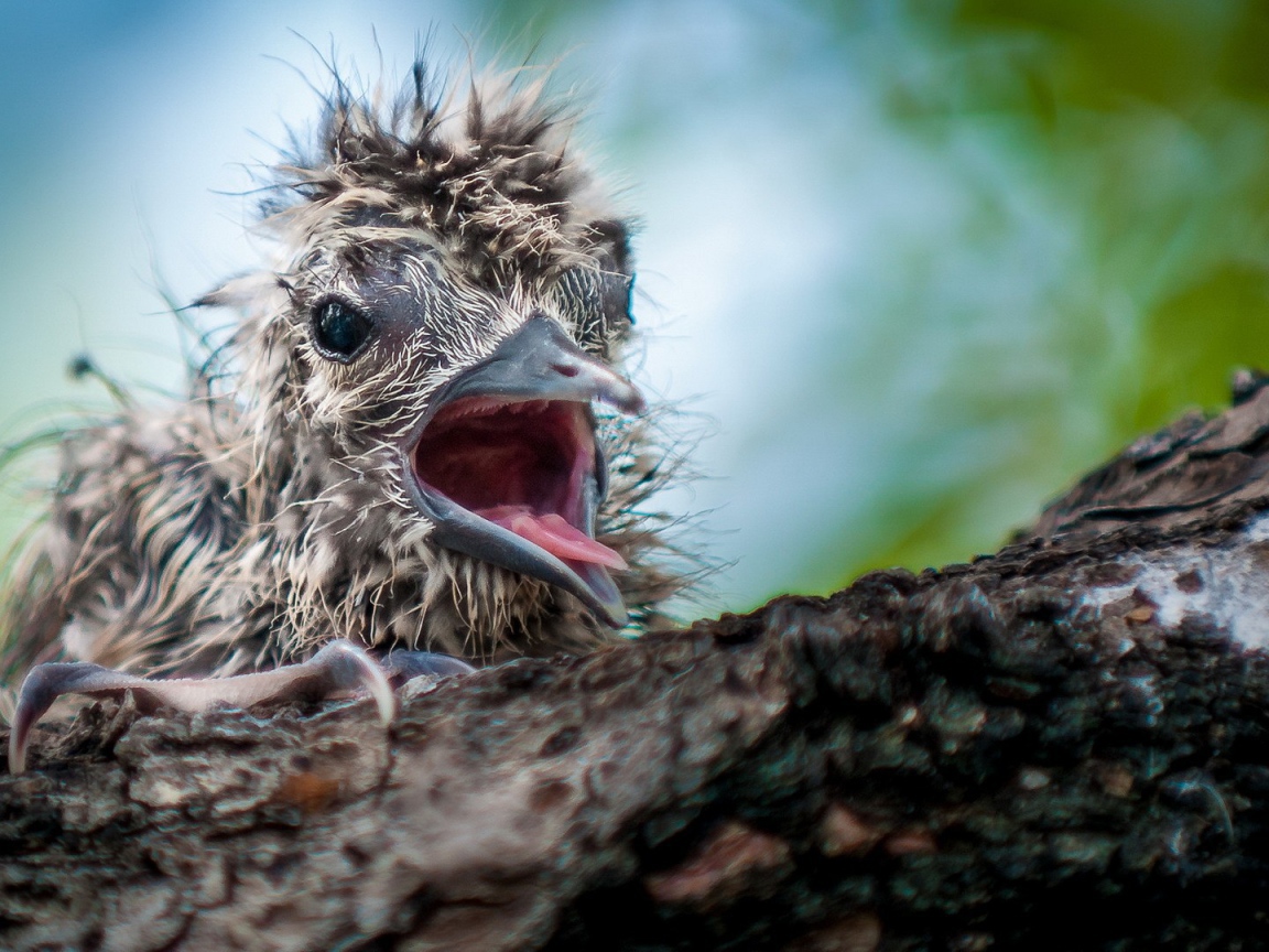 Маленький птенец в гнезде