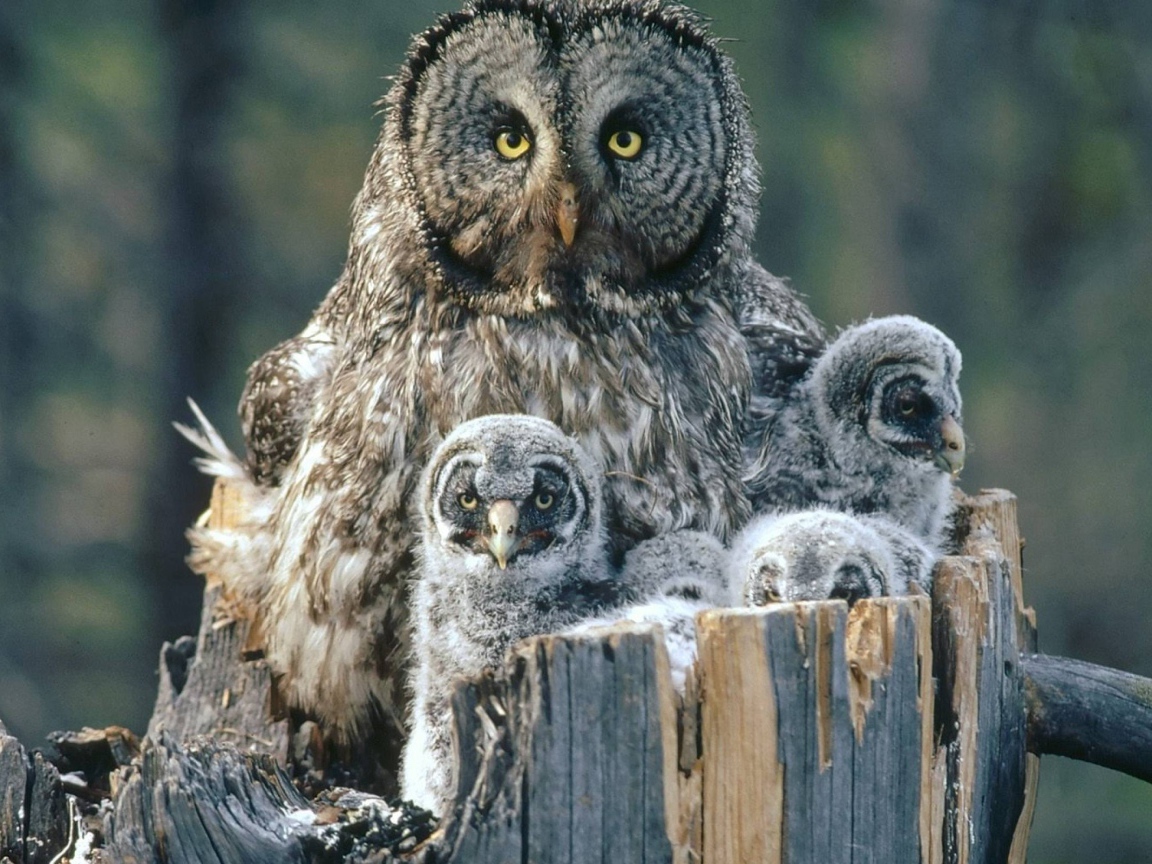 Сова охраняет своих детей