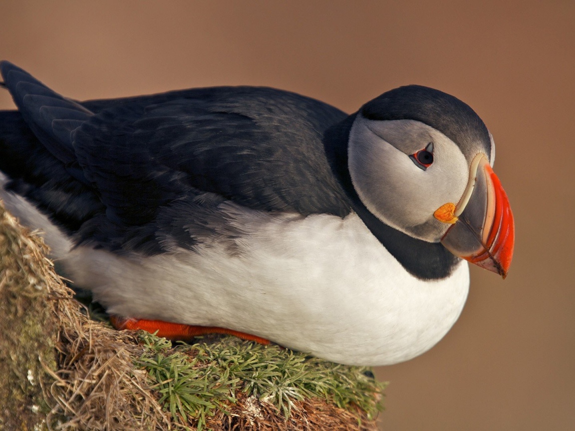 Тупик сидит на клочке травы