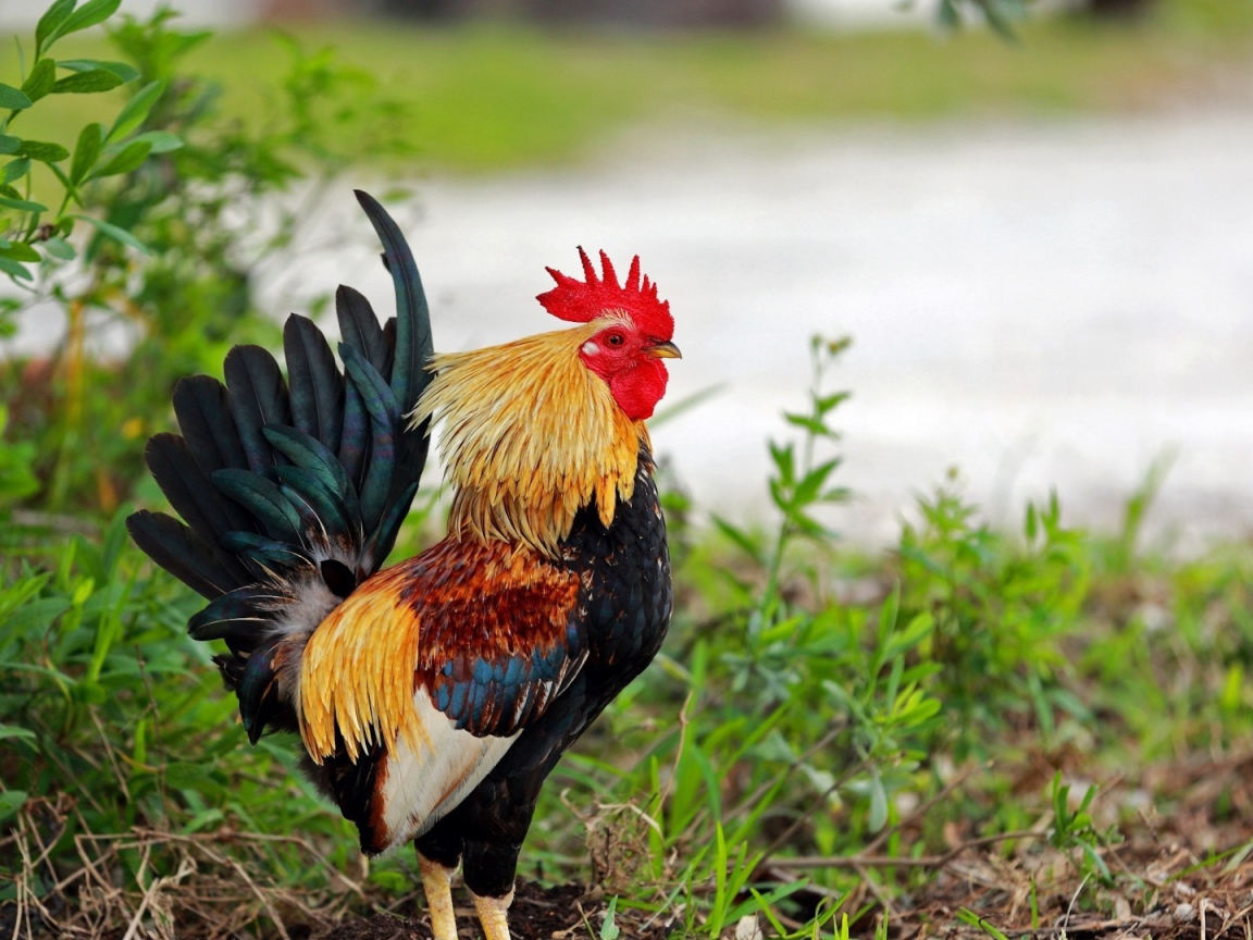 Петух стоит в траве