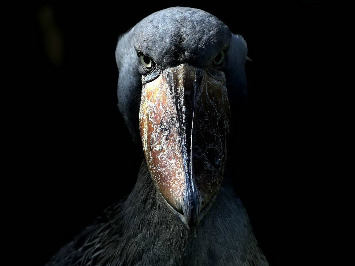 Китоглав, или королевская цапля