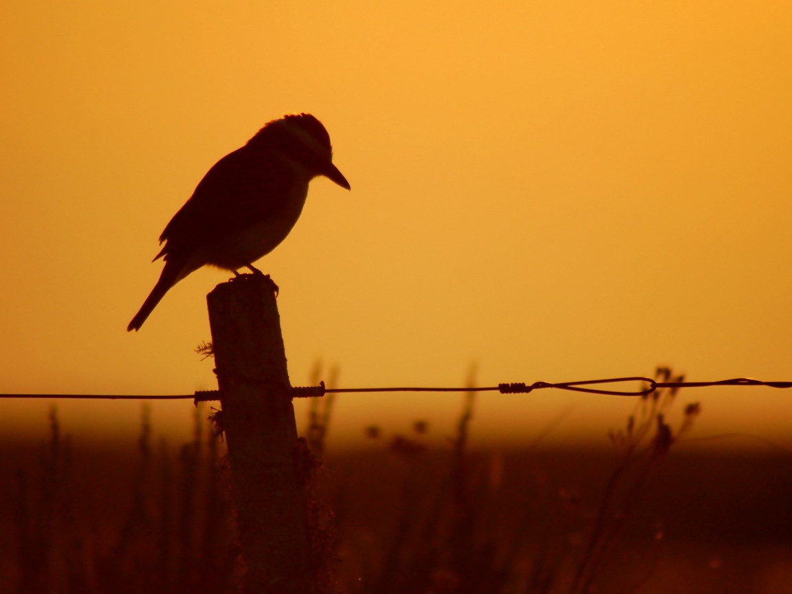 Силуэт птицы на заборе на фоне заката