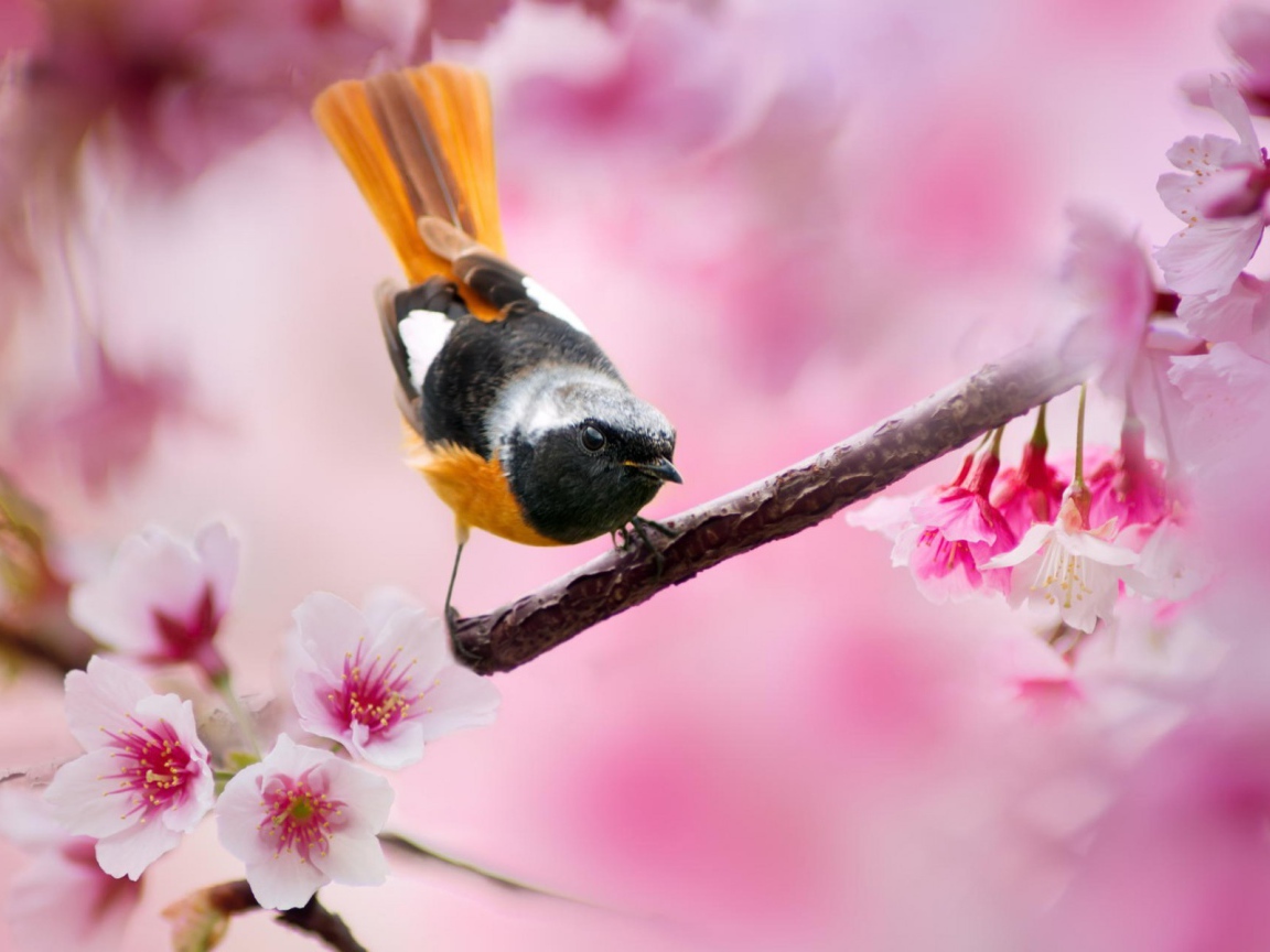 Поющая птица с оранжевым хвостом