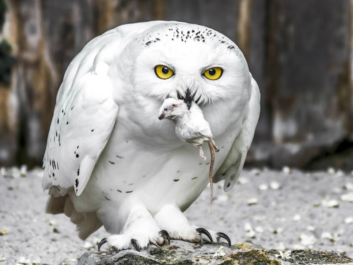 Полярная сова с добычей