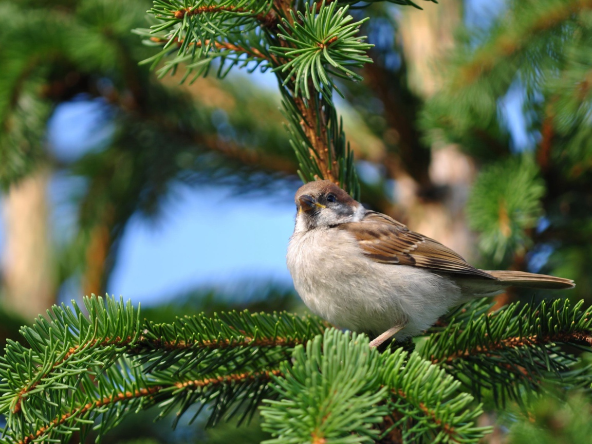 Воробей на еловой ветке