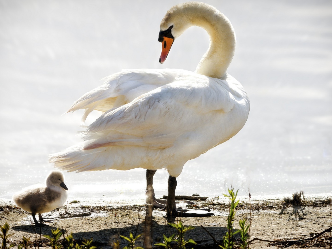 Лебедь ведет своего птенца к воде