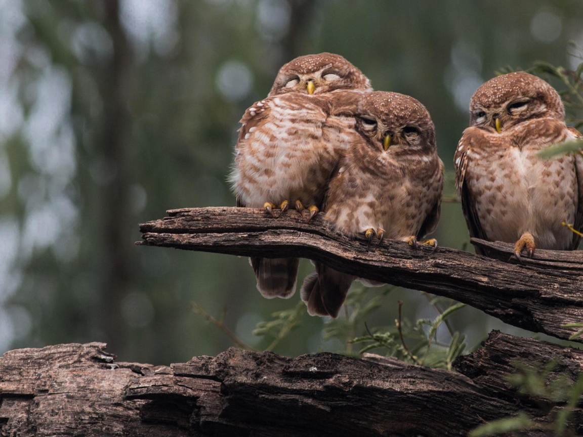 Три совы на старом дереве