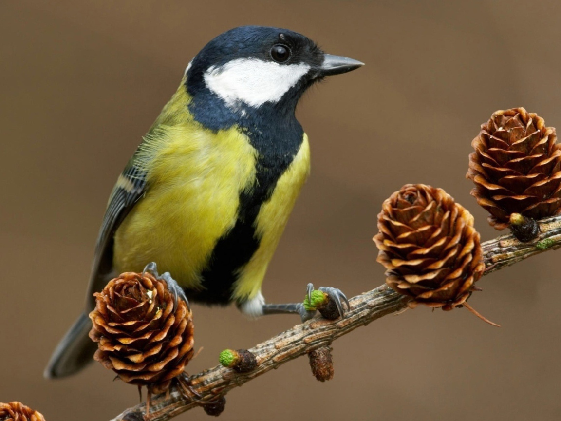 Синица на ветке с шишками
