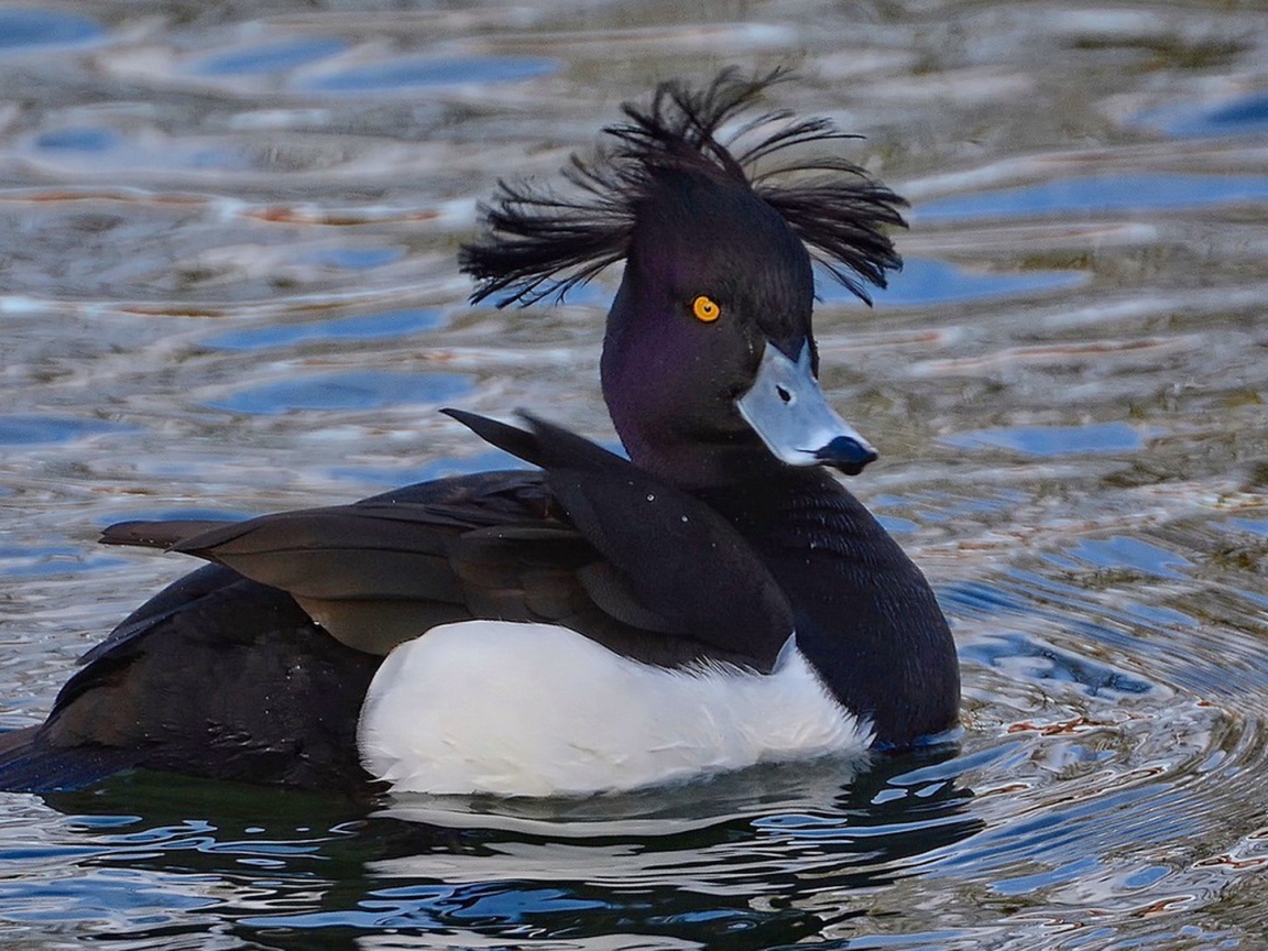 Утка породы хохлатая чернеть