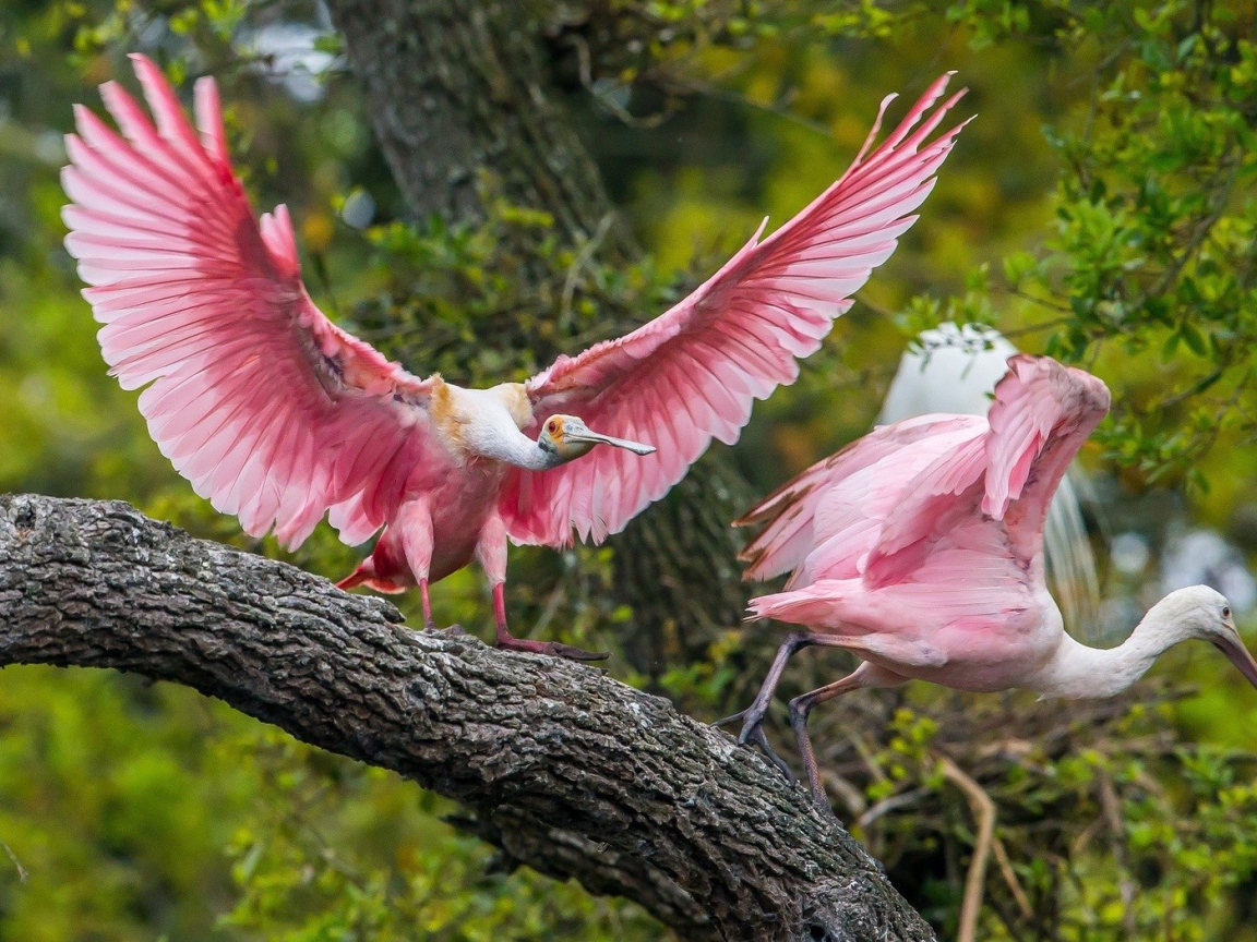 Две розовые птицы на дереве