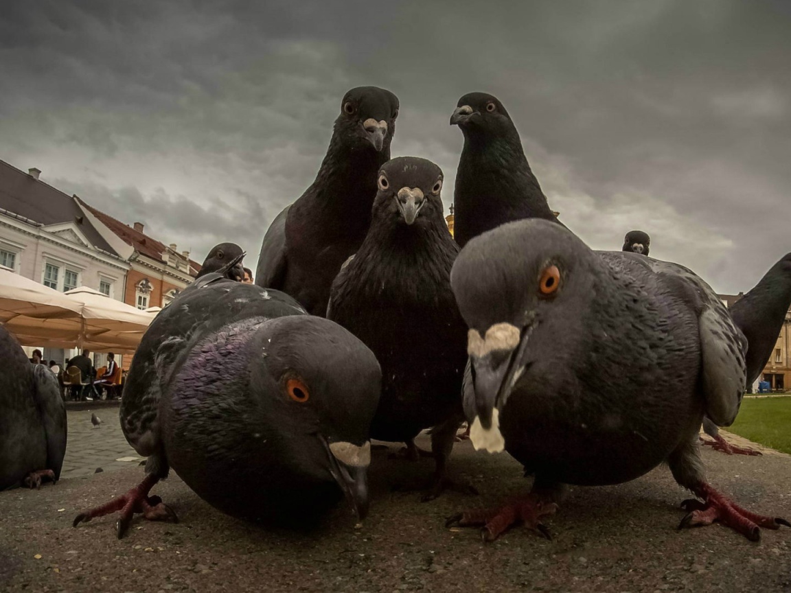 Urban pigeons looking for food