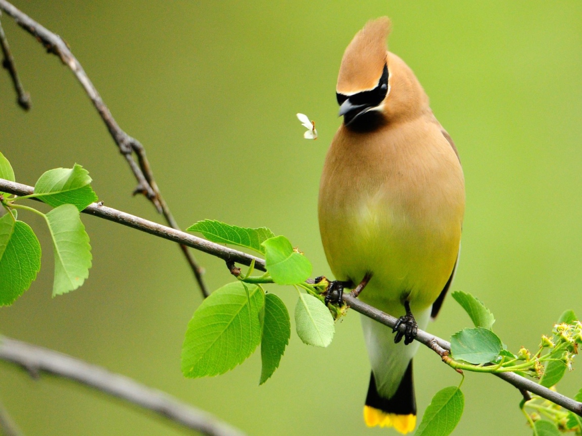 Свиристель на ветке