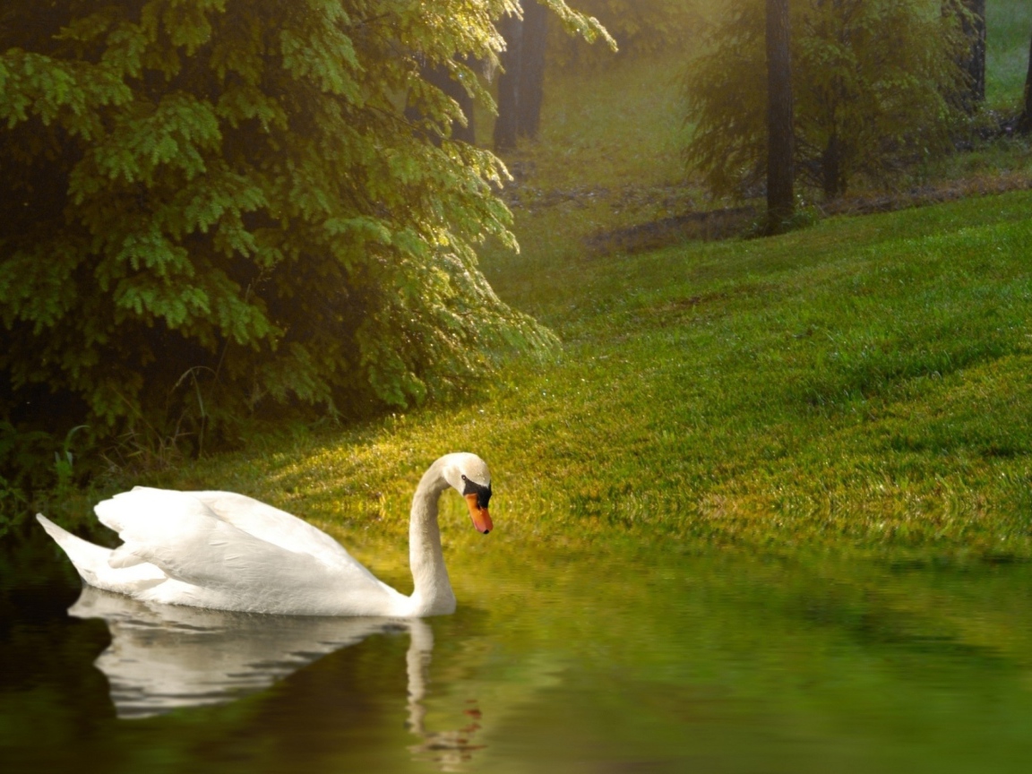 Белый лебедь плывет по спокойной воде