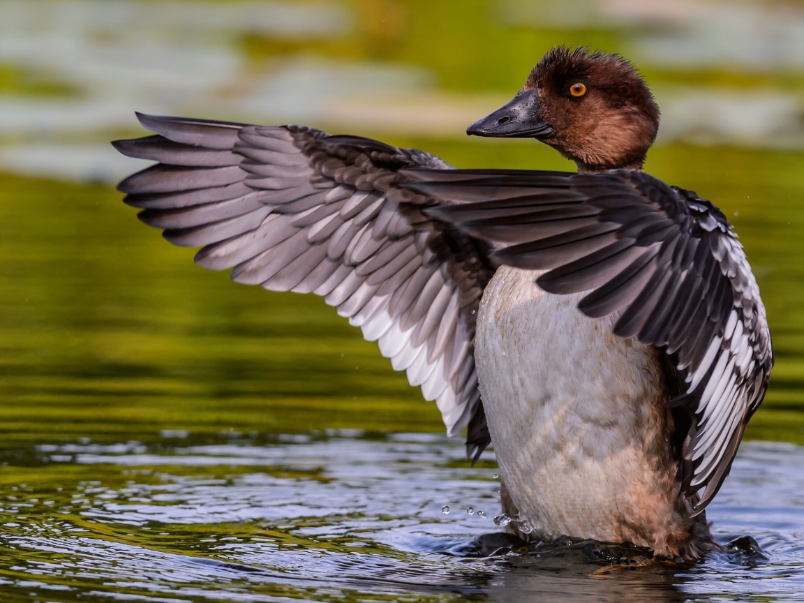 Дикая утка стоит в воде