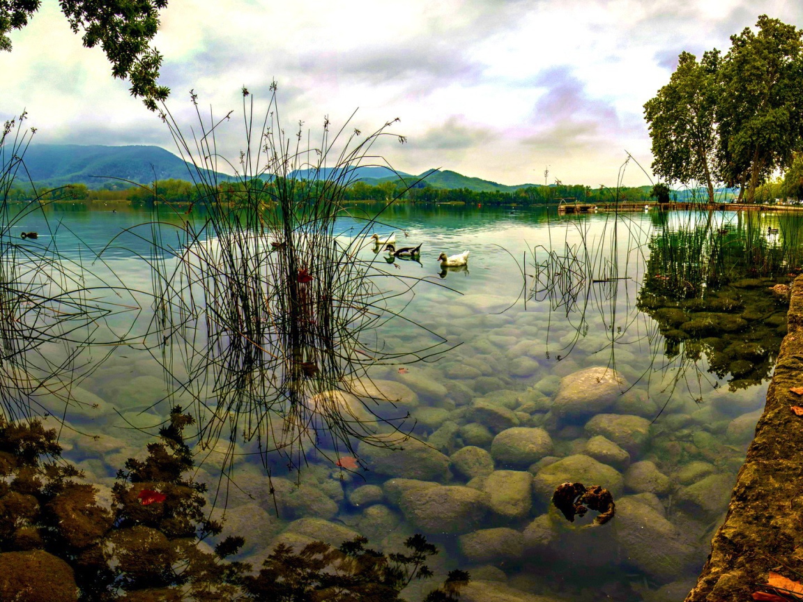 Дикие утки плывут по озеру