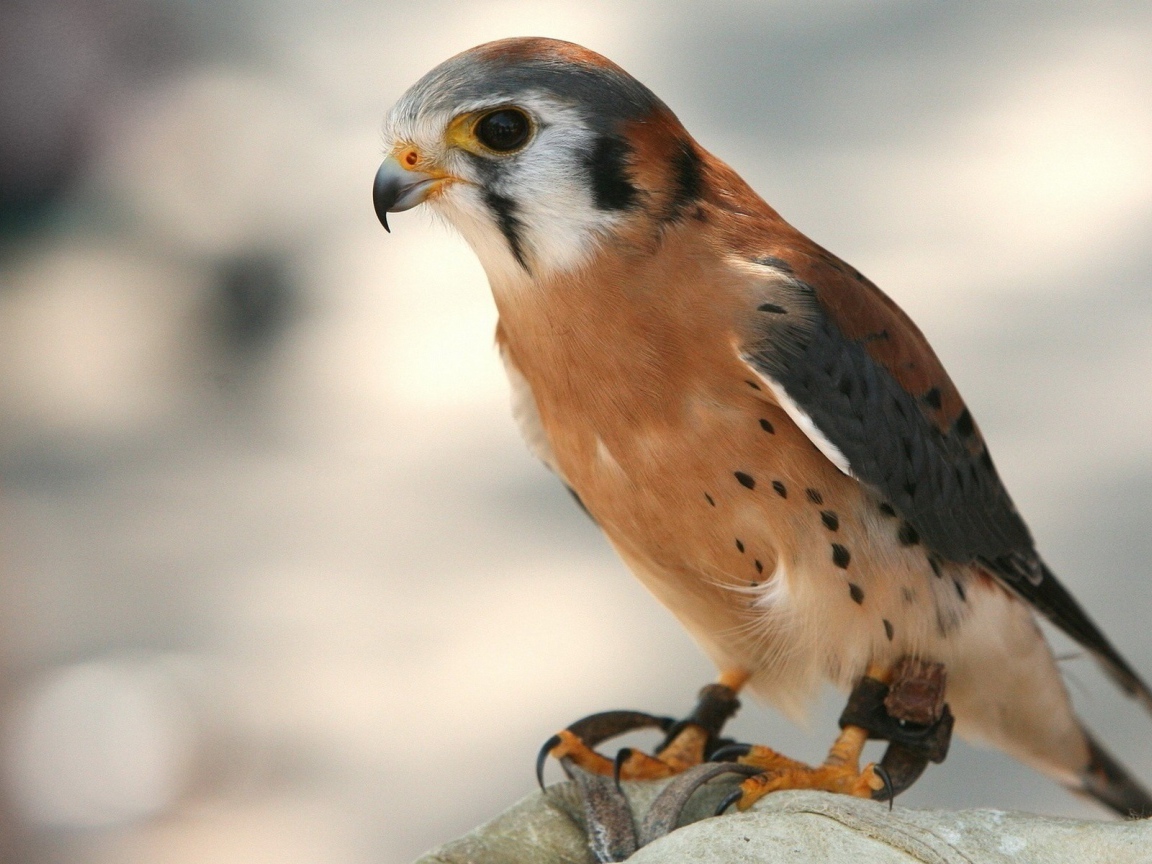 Молодой коричневый ястреб