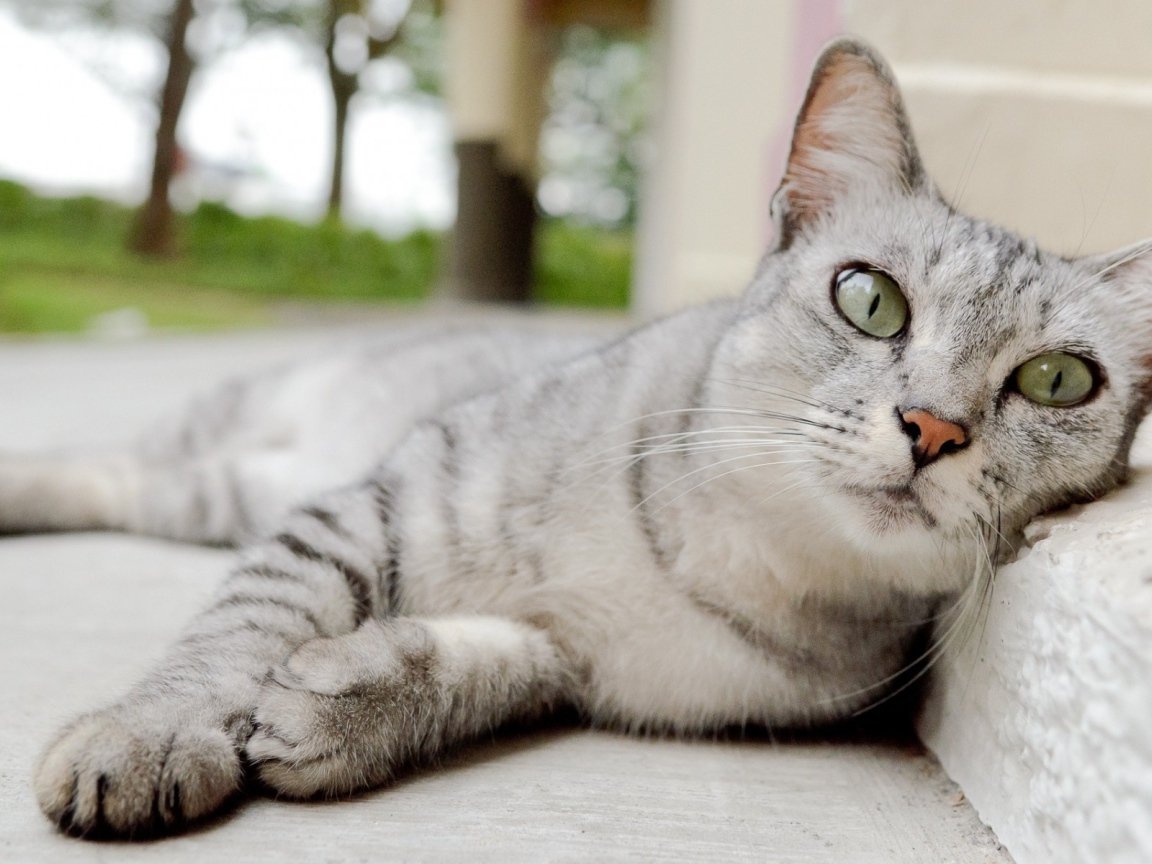 Пепельная кошка с выразительными глазами