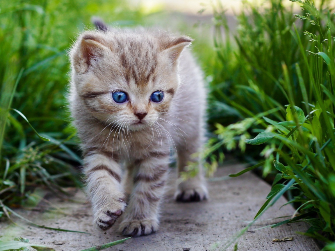 Голубоглазый котенок идет среди травы
