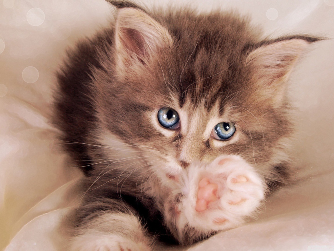 Голубоглазый котенок тянется к хозяину