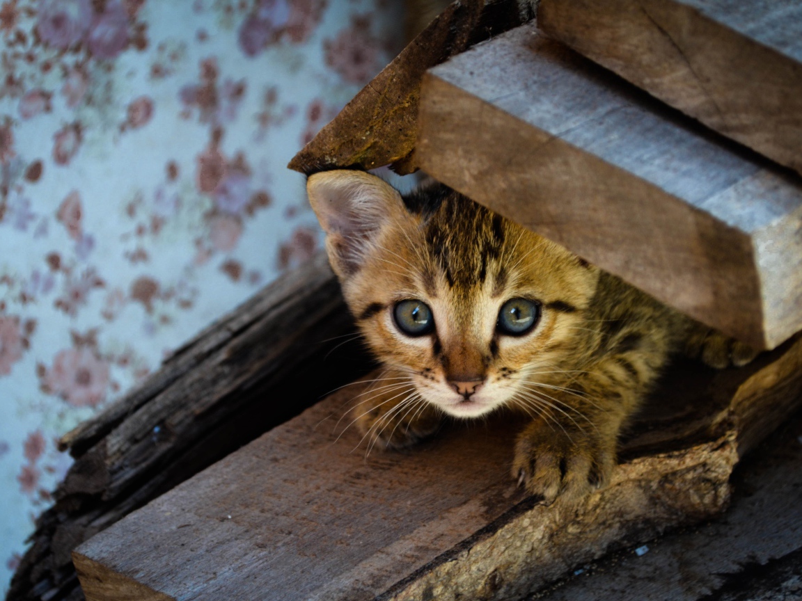 Коричневый котенок под досками