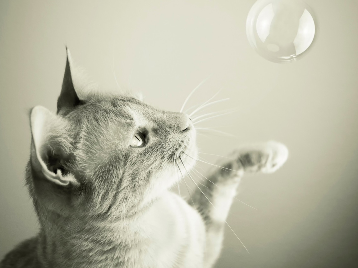 Кот ловит мыльный пузырь