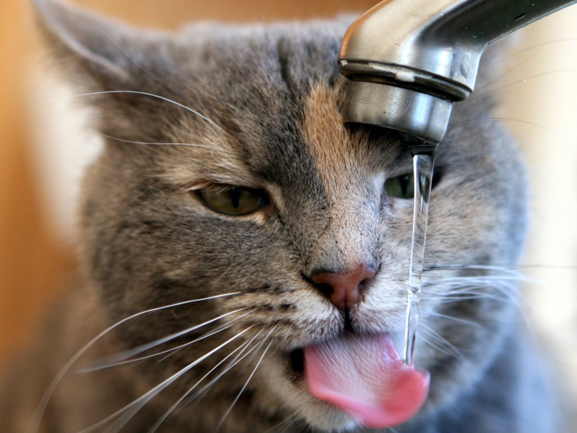 Кот пьет воду из-под крана