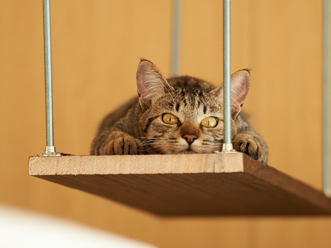 Кот лежит на деревянной полке