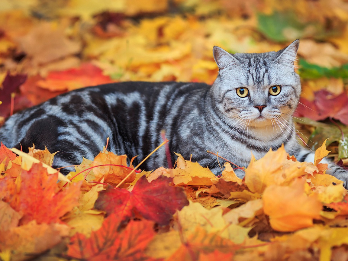 Кот лежит на опавших листьях