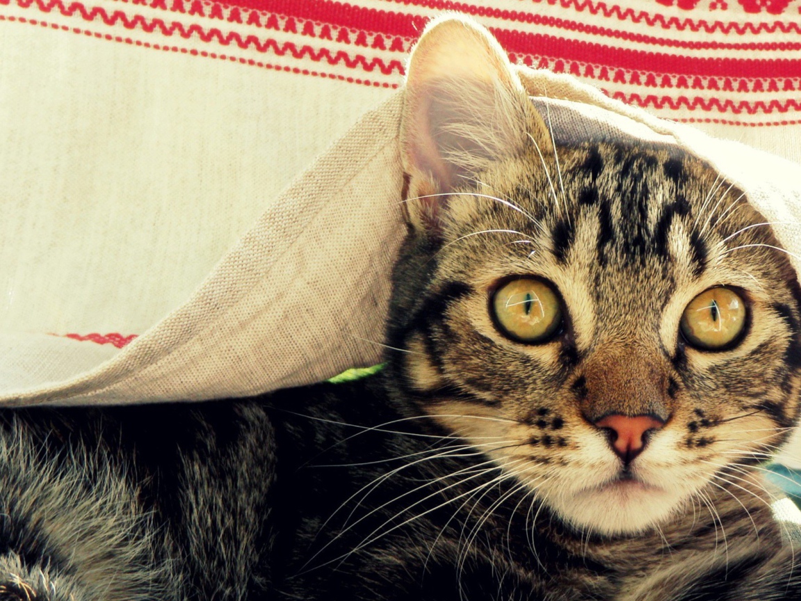 Кот под вышитым полотенцем