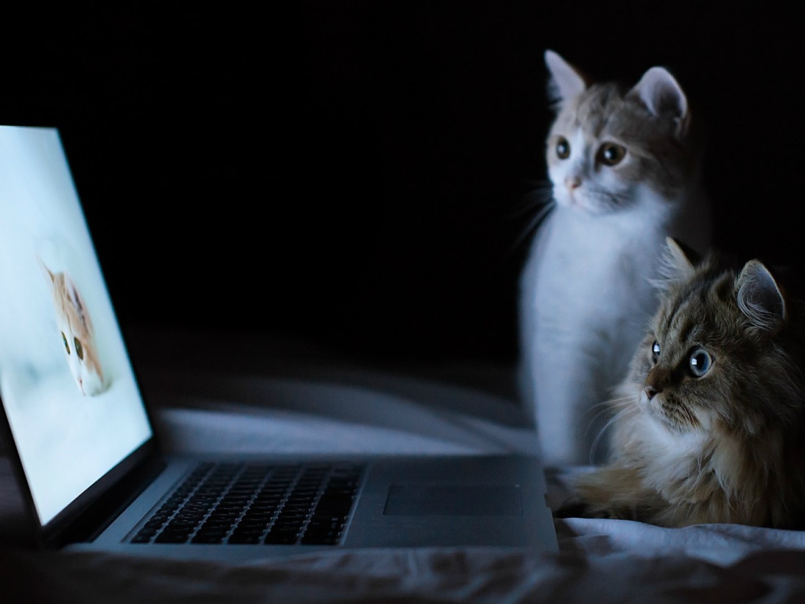 Коты смотрят фотографии