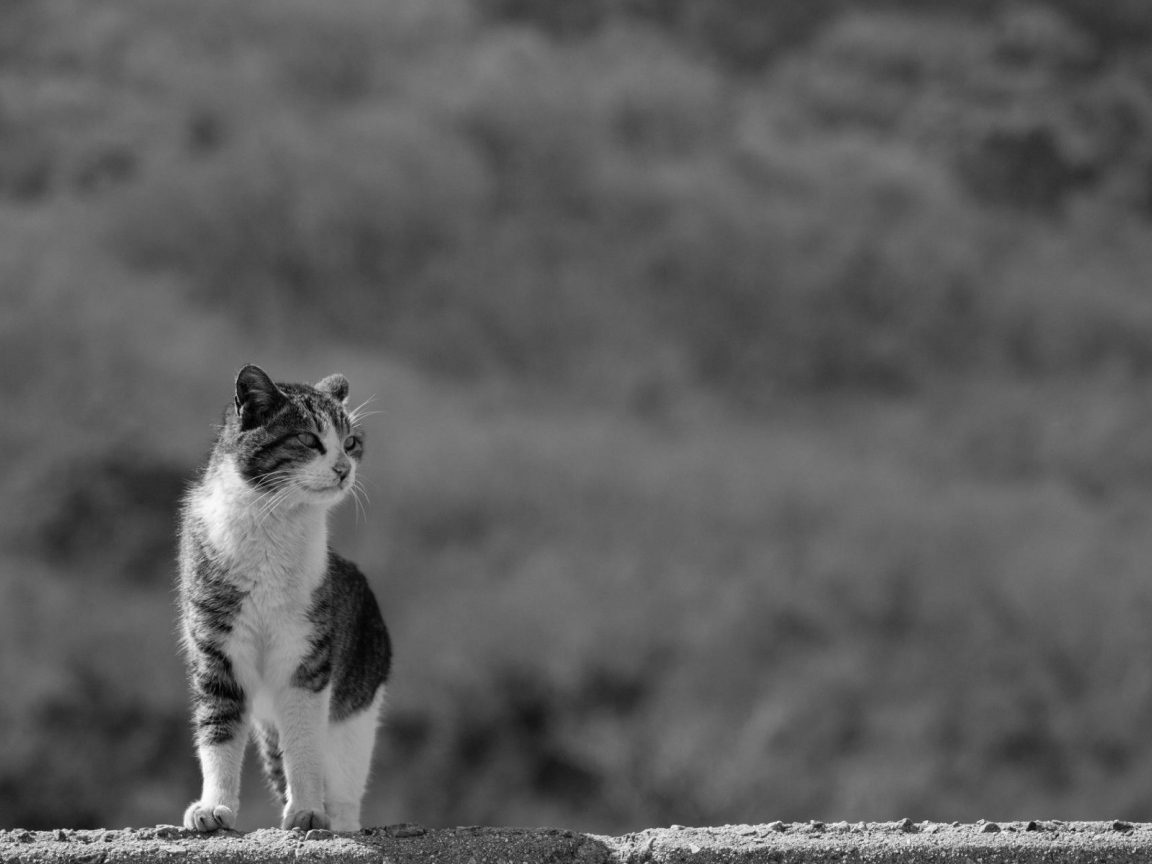 Домашний кот на сером фоне