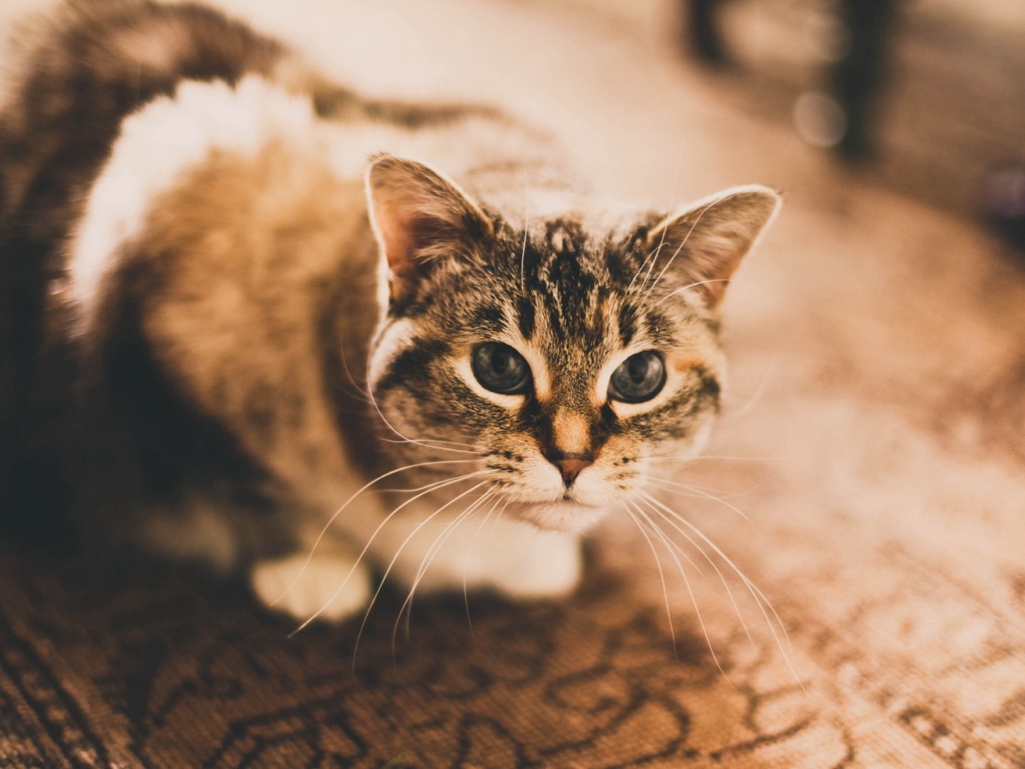 Домашняя кошка сидит на ковре